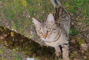 Alerta desaparecimento Gato cruzamento Fêmea , 1 anos Lussy-sur-Morges Switzerland