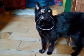 Alerta descoberta Gato Fêmea La Chaux-de-Fonds Switzerland