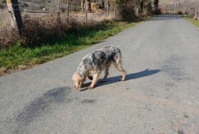 Alerta descoberta Cão  Macho Roquecourbe France