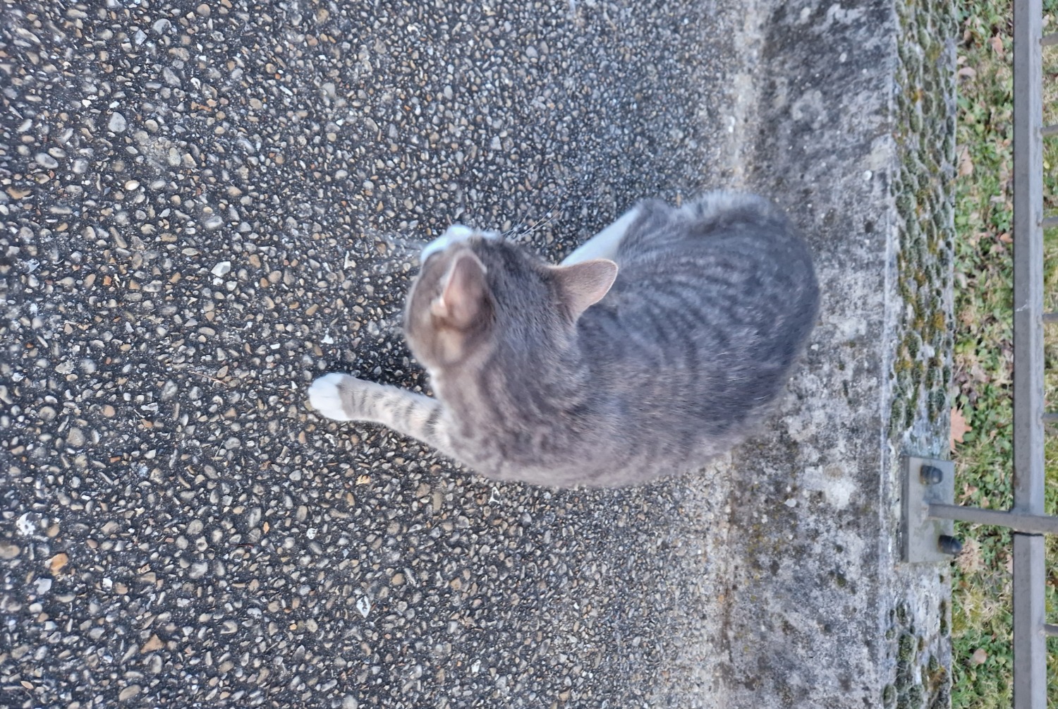 Alerta descoberta Gato Macho , 2025 anos Créteil France