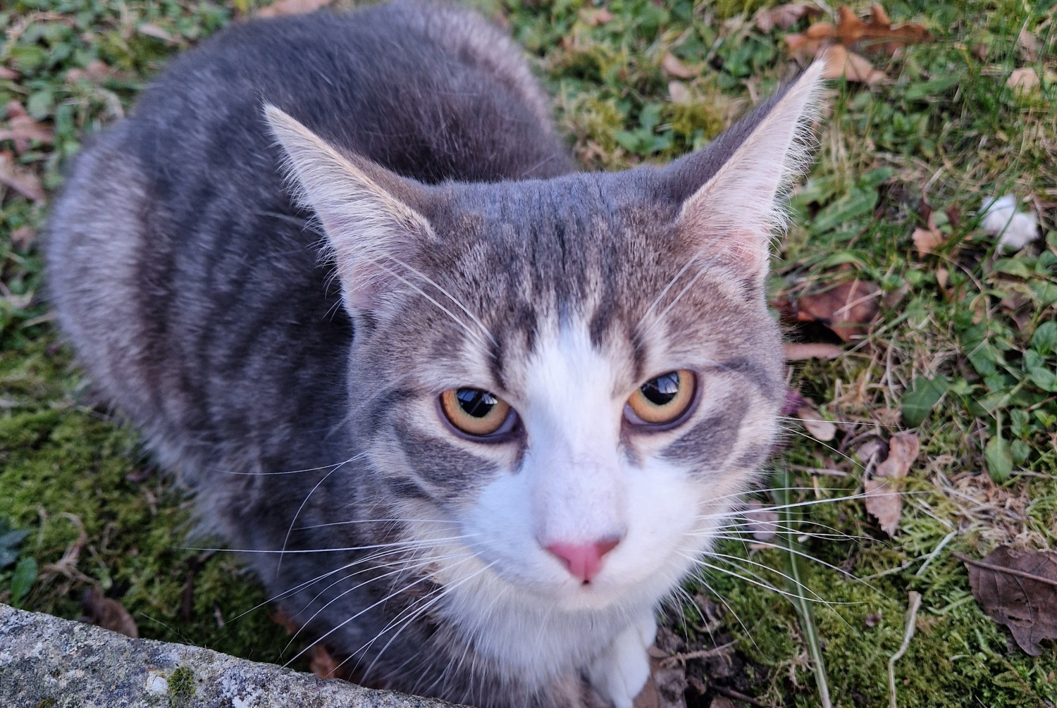 Alerta descoberta Gato Macho , 2025 anos Créteil France