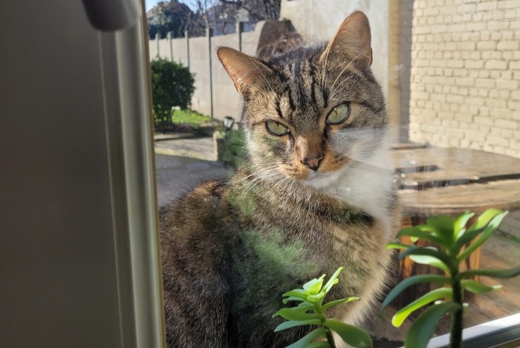 Alerta descoberta Gato cruzamento Fêmea Wingles France