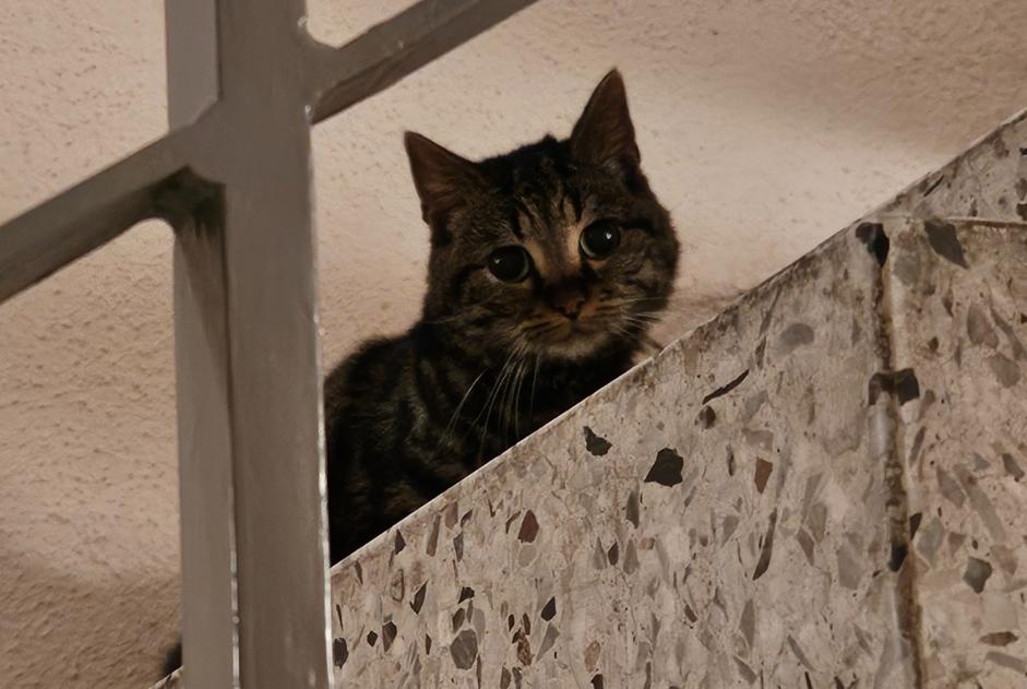 Alerta descoberta Gato Desconhecido Bienne Switzerland