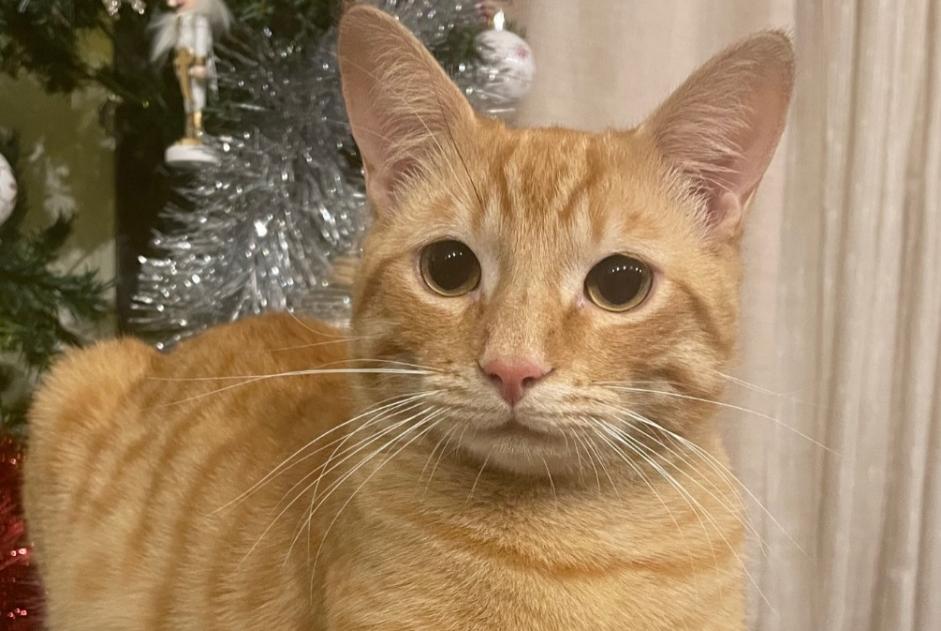 Alerta desaparecimento Gato cruzamento Macho , 1 anos Villeneuve-la-Comtesse France