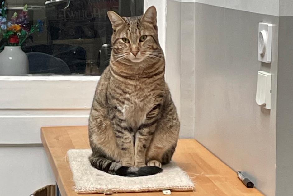 Alerta desaparecimento Gato Macho , 4 anos Lille France