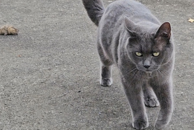 Alerta desaparecimento Gato Fêmea , 5 anos Corgémont Switzerland