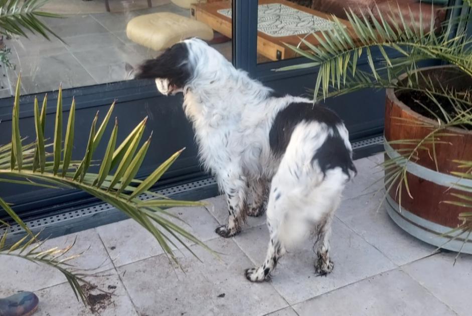 Alerta descoberta Cão  Desconhecido La Chapelle-aux-Filtzméens France