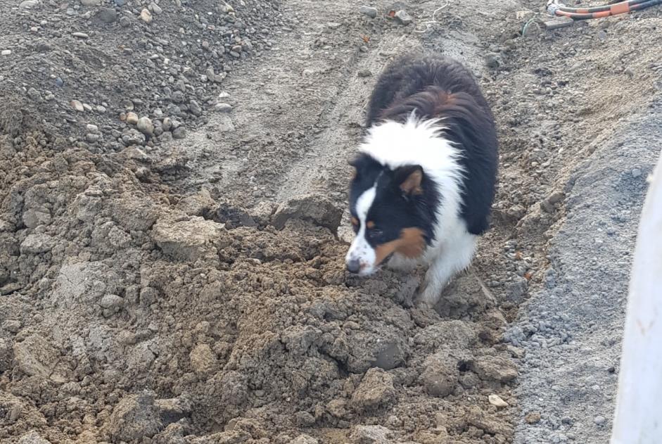 Alerta descoberta Cão Macho Agen France