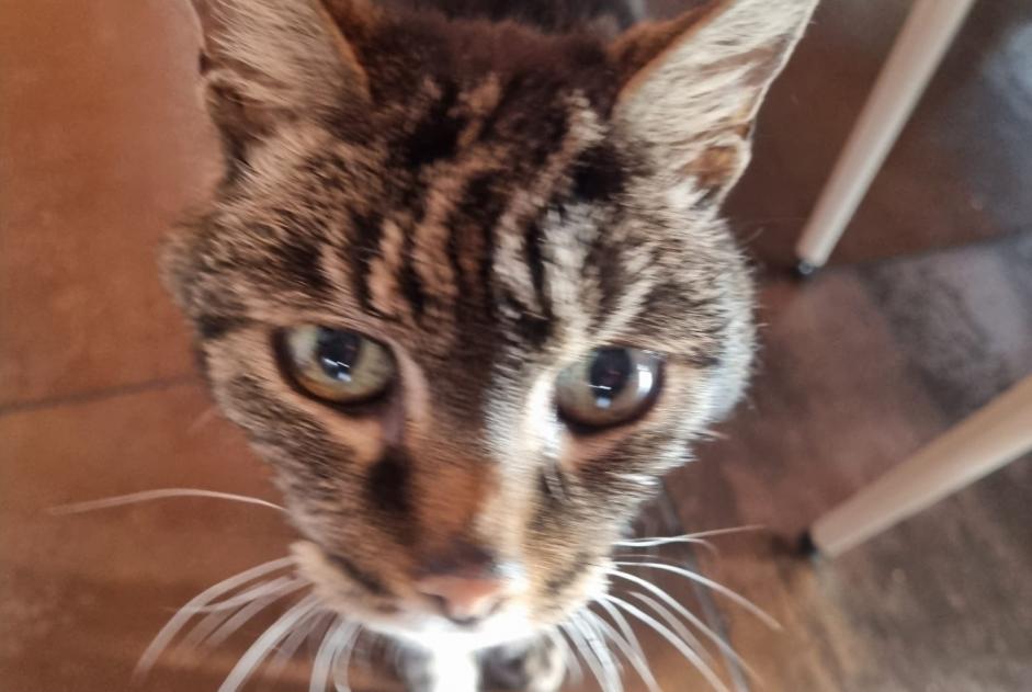 Alerta descoberta Gato cruzamento Desconhecido , 10 anos Chamoson Switzerland