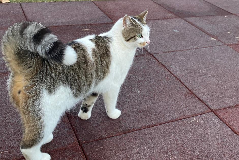 Alerta desaparecimento Gato Macho , 3 anos Saillon Switzerland