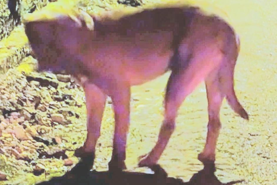 Alerta descoberta Cão  Desconhecido , 3 anos Breurey-lès-Faverney France