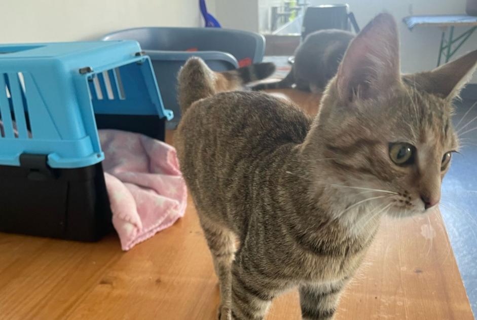 Alerta descoberta Gato  Fêmea Neuchâtel Switzerland