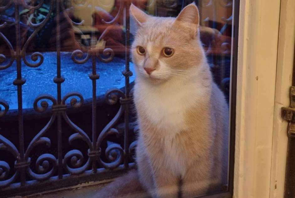 Alerta desaparecimento Gato cruzamento Macho , 4 anos Montreux Switzerland