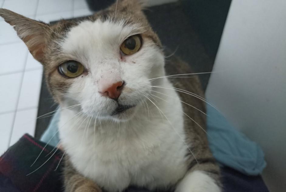 Alerta desaparecimento Gato cruzamento Macho , 12 anos Bordeaux France