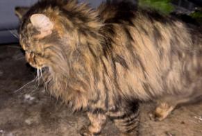 Alerta descoberta Gato Desconhecido Carrières-sous-Poissy France