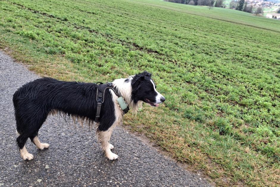 Alerta descoberta Cão  Desconhecido Grandevent Switzerland