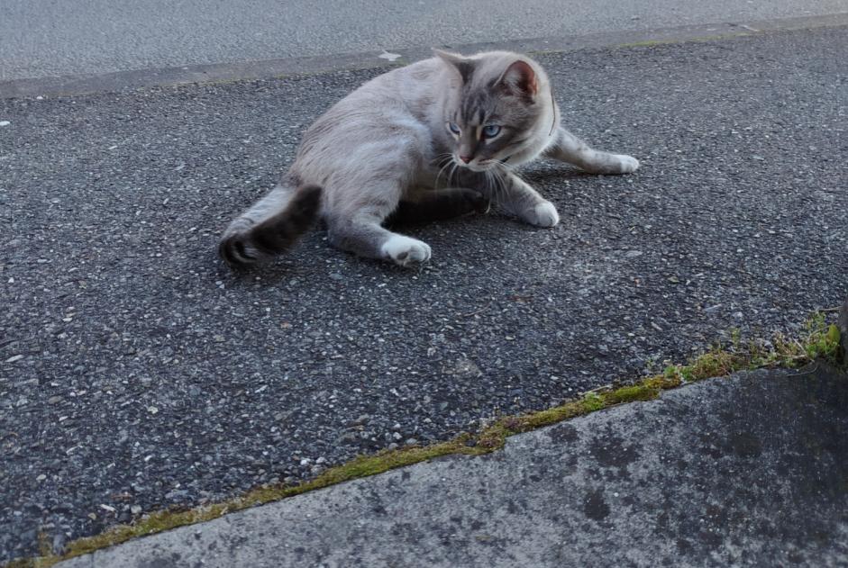 Alerta descoberta Gato Desconhecido Annecy France