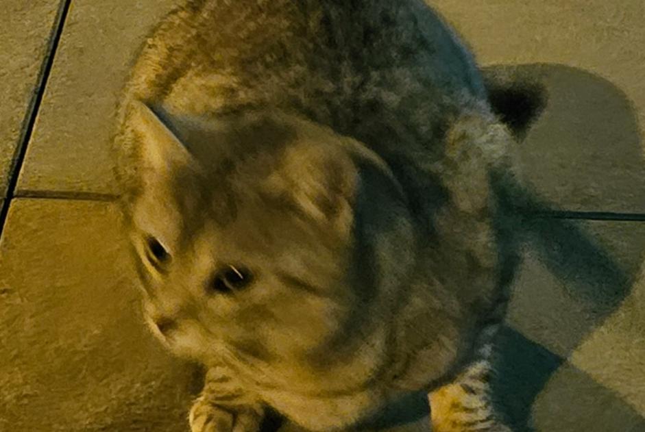 Alerta descoberta Gato Desconhecido Lausanne Switzerland