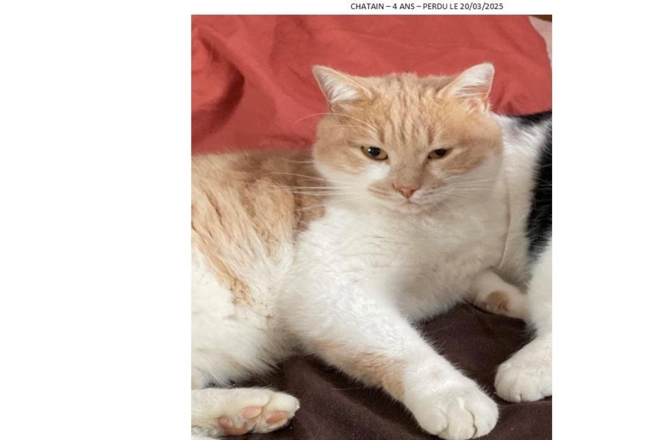 Alerta desaparecimento Gato Macho , 5 anos Chaponost France