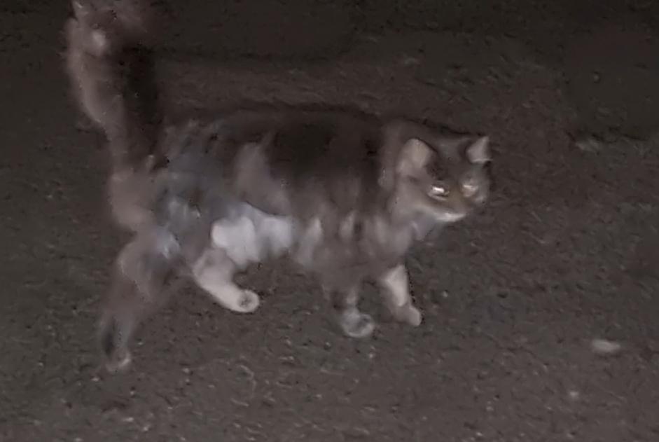 Alerta descoberta Gato Desconhecido Vullierens Switzerland