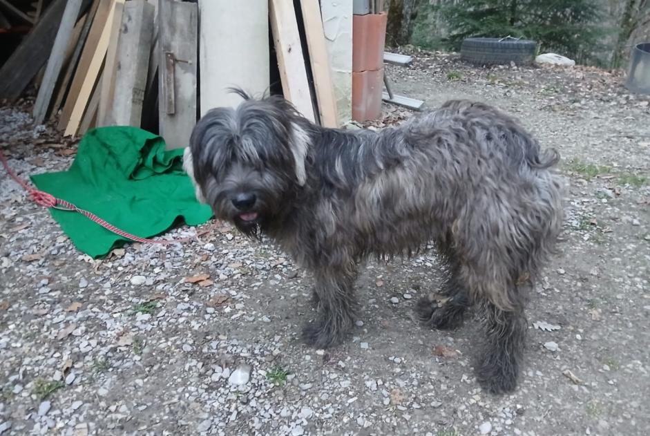 Alerta descoberta Cão Desconhecido Valserhône France