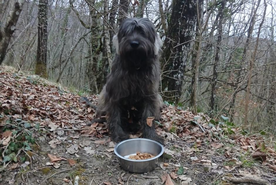 Alerta descoberta Cão Desconhecido Valserhône France