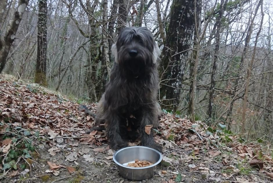 Alerta descoberta Cão Desconhecido Valserhône France